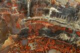 Free Standing Petrified Wood (Araucarioxylon) - Arizona #371648-2